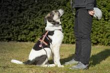 TRUDE, Hund, Mischlingshund in Bornheim - Bild 24