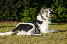 TRUDE, Hund, Mischlingshund in Bornheim - Bild 25