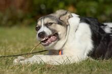 TRUDE, Hund, Mischlingshund in Bornheim - Bild 26