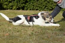 TRUDE, Hund, Mischlingshund in Bornheim - Bild 28