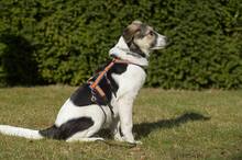 TRUDE, Hund, Mischlingshund in Bornheim - Bild 30