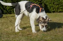 TRUDE, Hund, Mischlingshund in Bornheim - Bild 31