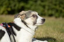 TRUDE, Hund, Mischlingshund in Bornheim - Bild 32