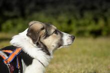 TRUDE, Hund, Mischlingshund in Bornheim - Bild 33