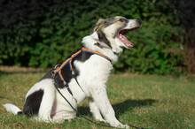 TRUDE, Hund, Mischlingshund in Bornheim - Bild 4