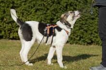 TRUDE, Hund, Mischlingshund in Bornheim - Bild 5