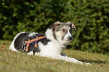 TRUDE, Hund, Mischlingshund in Bornheim - Bild 7