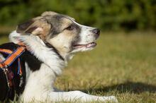 TRUDE, Hund, Mischlingshund in Bornheim - Bild 8