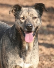 OMAR, Hund, Mischlingshund in Italien - Bild 2