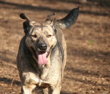 OMAR, Hund, Mischlingshund in Italien - Bild 3