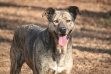 OMAR, Hund, Mischlingshund in Italien - Bild 4