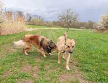SACALU, Hund, Mischlingshund in Dreieich - Bild 10