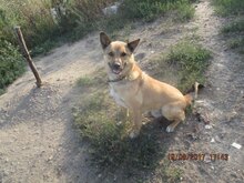 SACALU, Hund, Mischlingshund in Dreieich - Bild 11