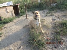 SACALU, Hund, Mischlingshund in Dreieich - Bild 12