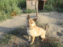 SACALU, Hund, Mischlingshund in Dreieich - Bild 13