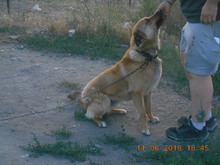 SACALU, Hund, Mischlingshund in Dreieich - Bild 17