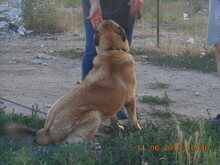 SACALU, Hund, Mischlingshund in Dreieich - Bild 18