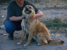 SACALU, Hund, Mischlingshund in Dreieich - Bild 21
