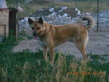 SACALU, Hund, Mischlingshund in Dreieich - Bild 22