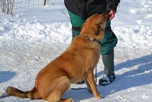 SACALU, Hund, Mischlingshund in Dreieich - Bild 23