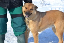 SACALU, Hund, Mischlingshund in Dreieich - Bild 24