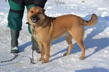 SACALU, Hund, Mischlingshund in Dreieich - Bild 25