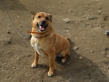 SACALU, Hund, Mischlingshund in Dreieich - Bild 27