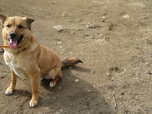 SACALU, Hund, Mischlingshund in Dreieich - Bild 28