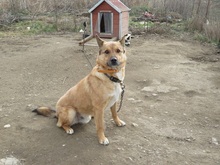 SACALU, Hund, Mischlingshund in Dreieich - Bild 29