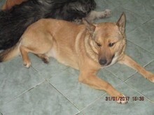 SACALU, Hund, Mischlingshund in Dreieich - Bild 3