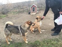 SACALU, Hund, Mischlingshund in Dreieich - Bild 31