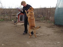SACALU, Hund, Mischlingshund in Dreieich - Bild 36