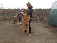 SACALU, Hund, Mischlingshund in Dreieich - Bild 38