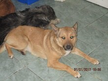 SACALU, Hund, Mischlingshund in Dreieich - Bild 5