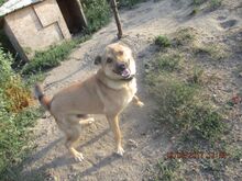 SACALU, Hund, Mischlingshund in Dreieich - Bild 8