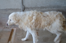 CESAR, Hund, Maremmano in Italien - Bild 2