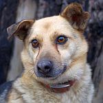 OGGI, Hund, Mischlingshund in Bulgarien - Bild 1