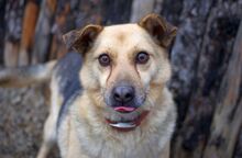 OGGI, Hund, Mischlingshund in Bulgarien - Bild 10