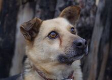 OGGI, Hund, Mischlingshund in Bulgarien - Bild 11