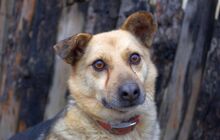 OGGI, Hund, Mischlingshund in Bulgarien - Bild 12