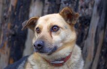 OGGI, Hund, Mischlingshund in Bulgarien - Bild 13