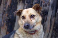OGGI, Hund, Mischlingshund in Bulgarien - Bild 14