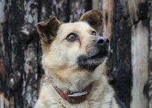 OGGI, Hund, Mischlingshund in Bulgarien - Bild 15