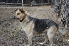 OGGI, Hund, Mischlingshund in Bulgarien - Bild 16
