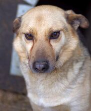 OGGI, Hund, Mischlingshund in Bulgarien - Bild 3