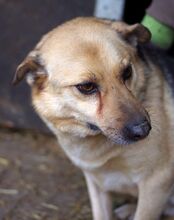 OGGI, Hund, Mischlingshund in Bulgarien - Bild 4