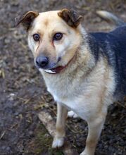 OGGI, Hund, Mischlingshund in Bulgarien - Bild 5