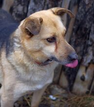 OGGI, Hund, Mischlingshund in Bulgarien - Bild 7