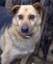 OGGI, Hund, Mischlingshund in Bulgarien - Bild 8