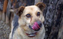 OGGI, Hund, Mischlingshund in Bulgarien - Bild 9